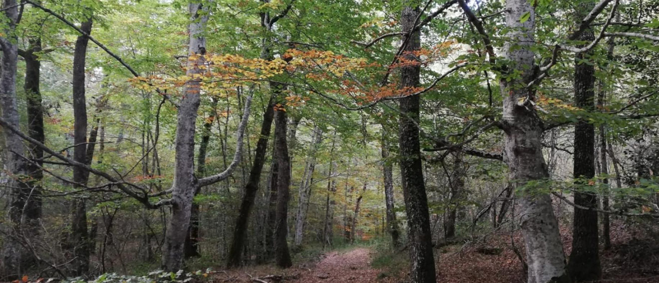 Bosque de Bajauri - Baxauri