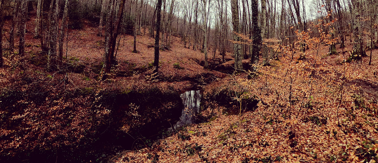 Bosque de Bajauri a comienzos de Marzo 2021